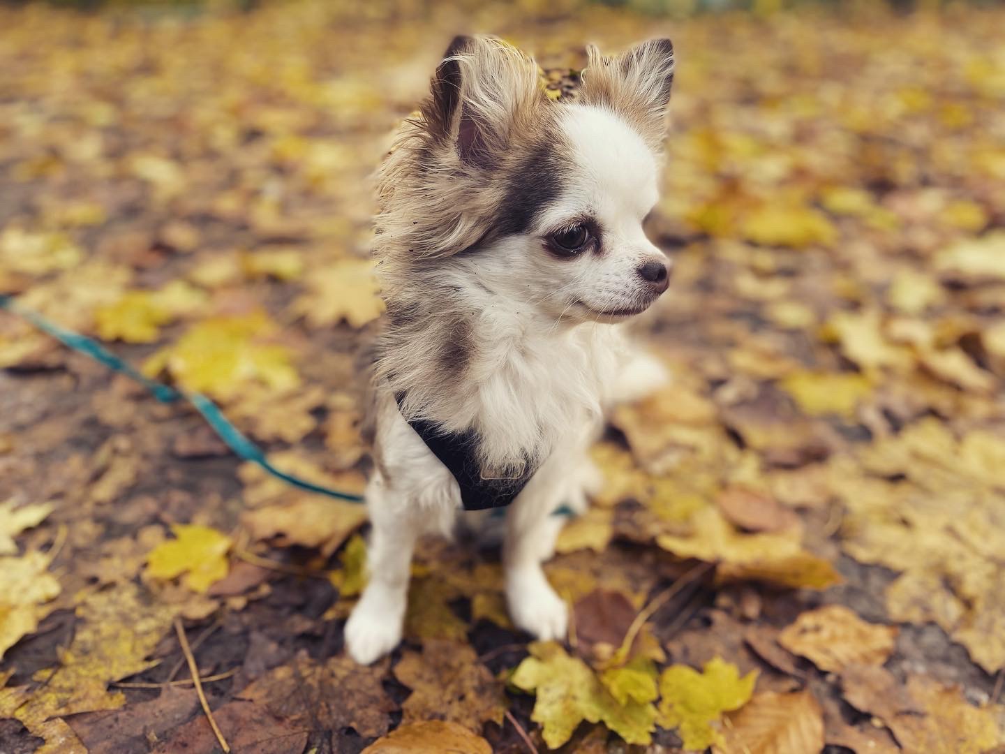 Hundeschule Sülz Team Hund Abby