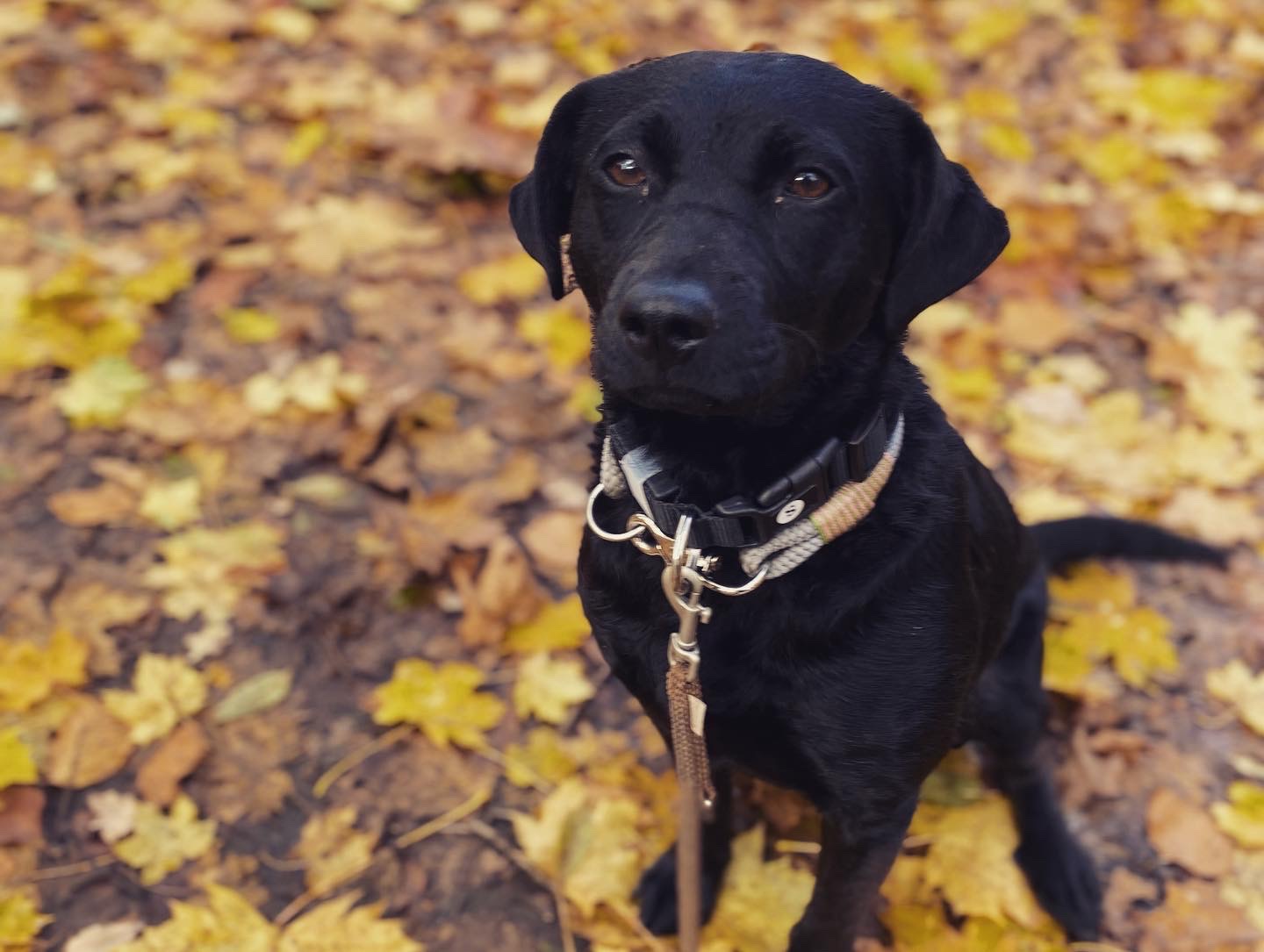 Hundeschule Sülz Team Hund Tessa