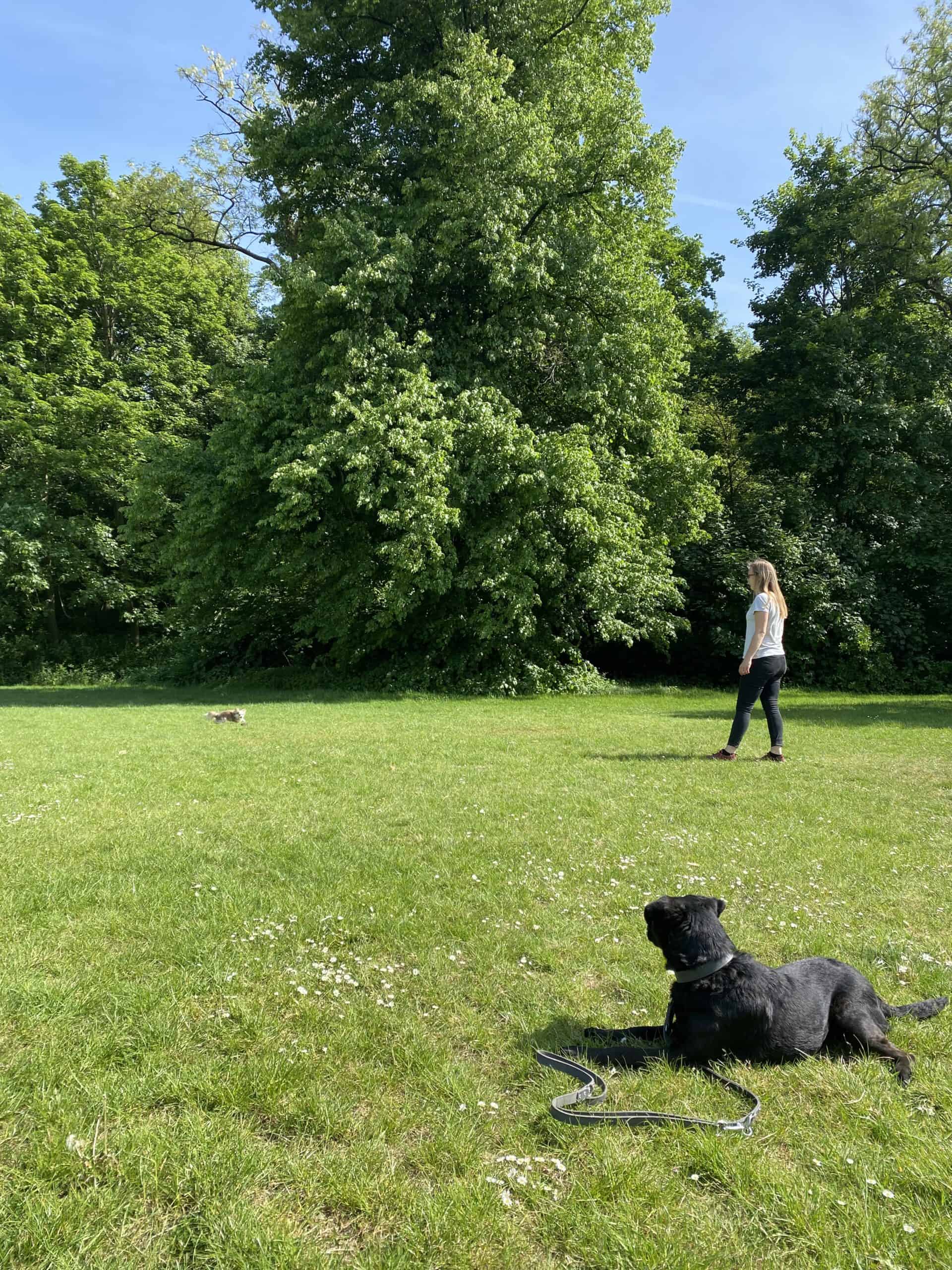 Basiskurs - Trainerin Tina mit Hund Abby stehen sich gegenüber.