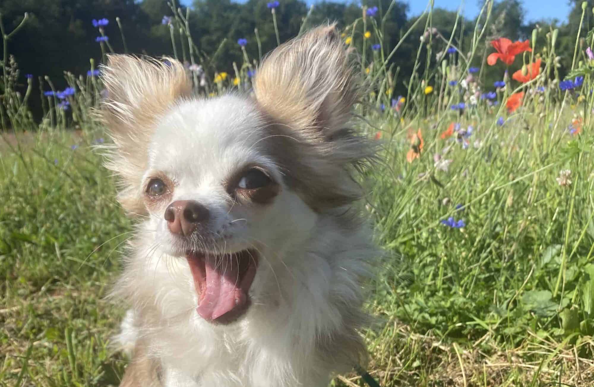 Hundeschule Kämmerling Abby Blumenwiese