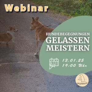 Webinar Hundebegegnungen (120 Minuten)