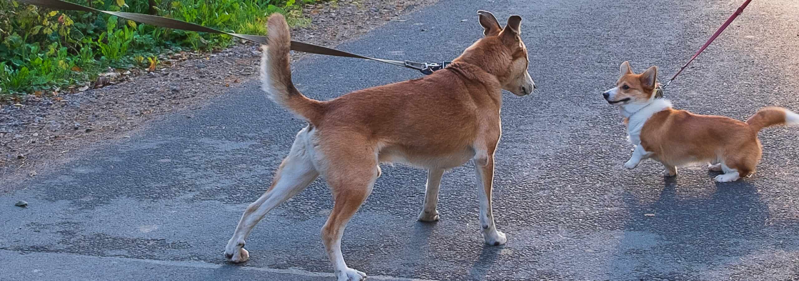 Hundebegegnungen beim Spaziergang. Hunde an der Leine und stehen sich gegenüber.