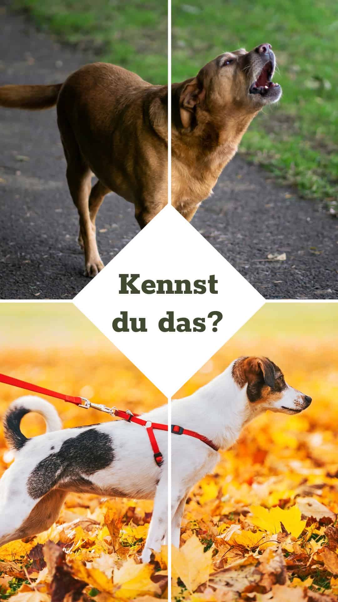 Hundebegegnungen: Leine ziehen und Hund bellen beim Training meistern