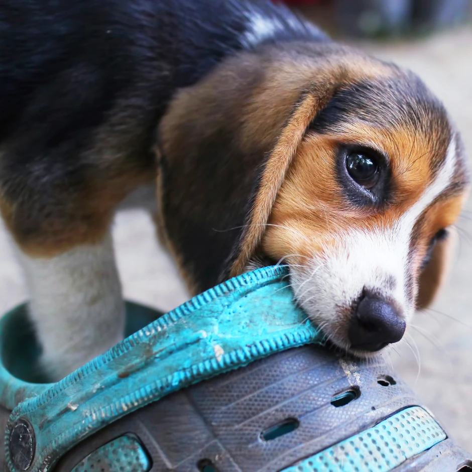 Hund beißt in einen Schuh - Hind in Pubertät