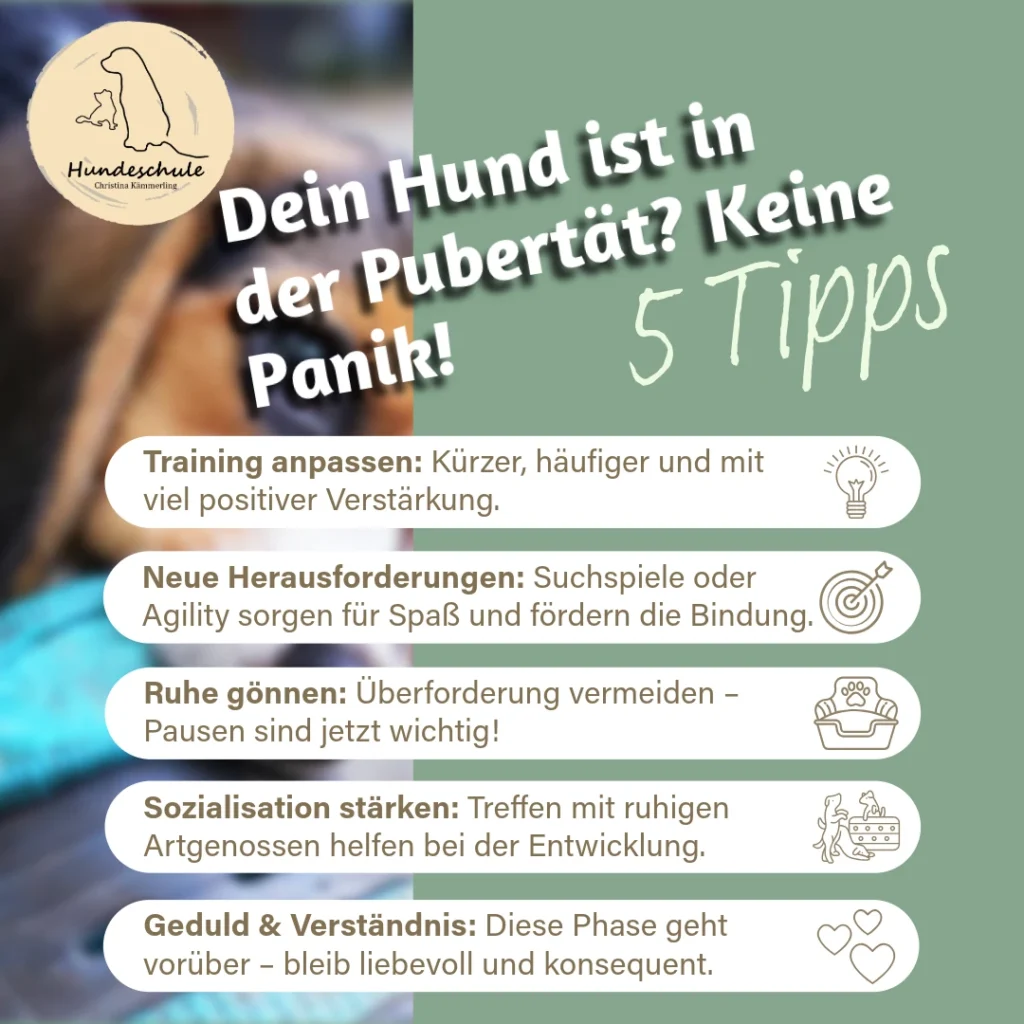 5 wichtige Tipps Hunde in der 
Pubertät