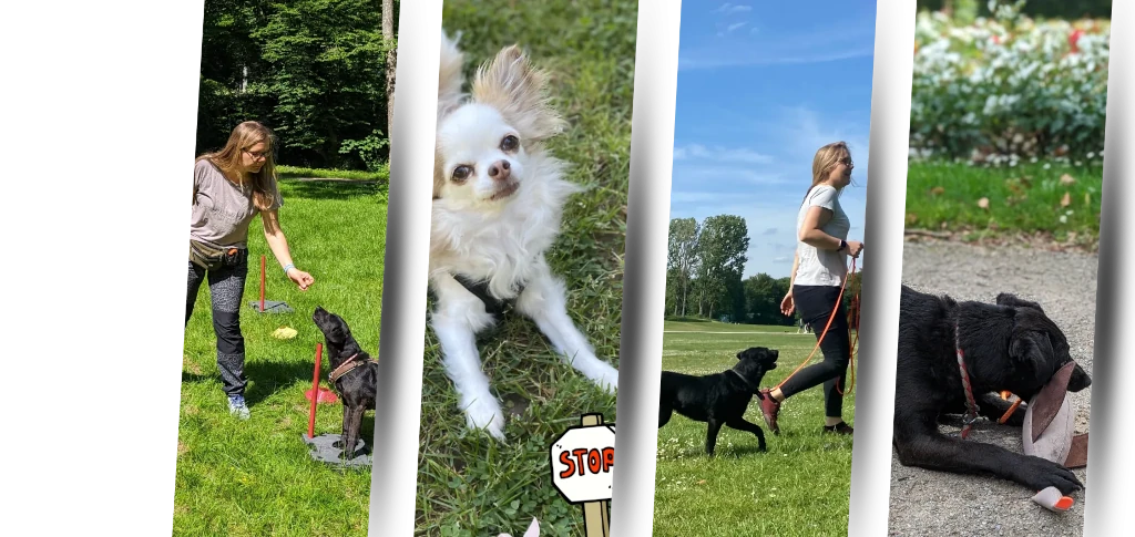 Hundeschule Tina Kämmerling Square Dog Anti Giftköder Social Walk Dummytraining Einzeltraining Köln Klettenberg Sülz Lindenthal