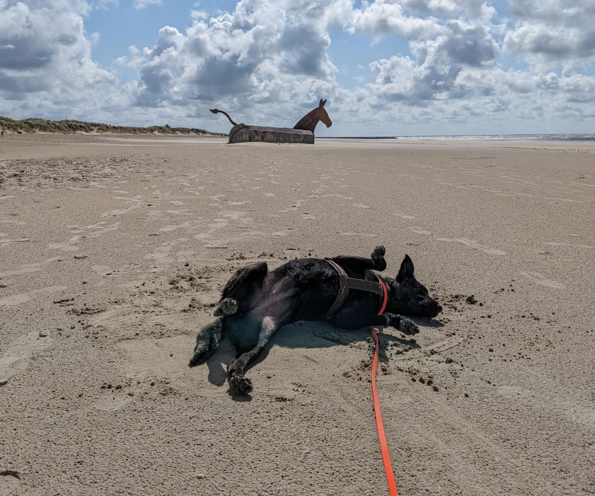 Hund Strand Rückruf Abenteuer