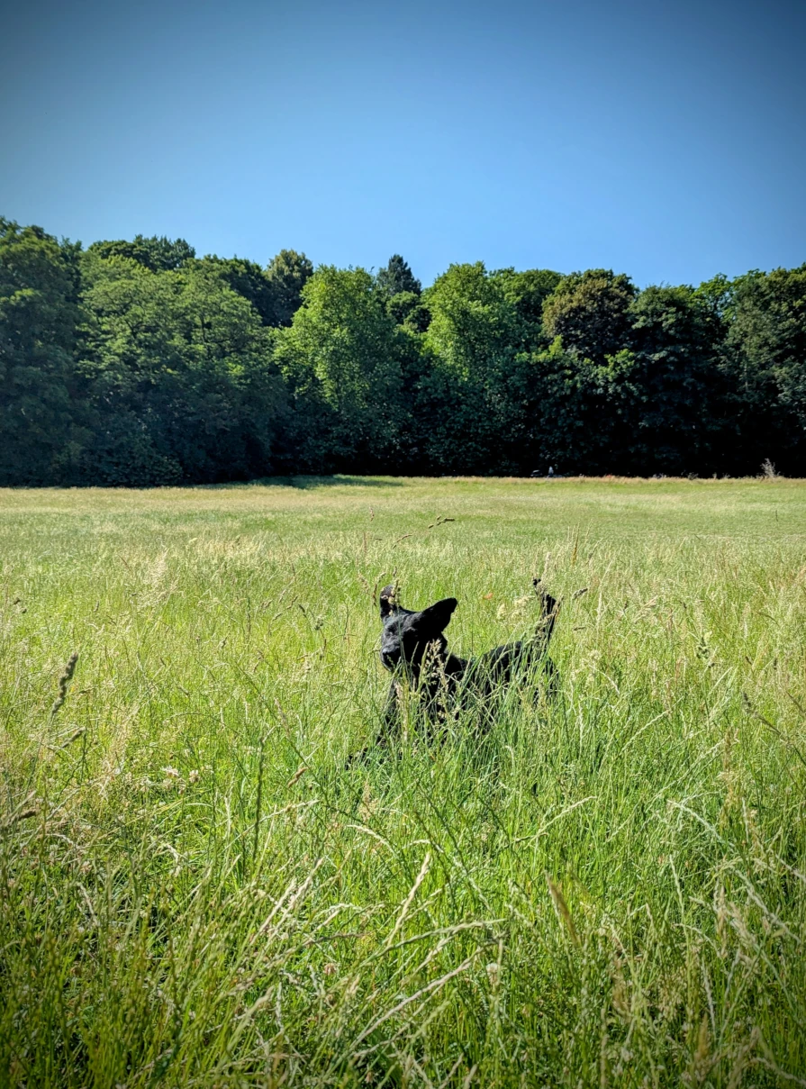 Hund in Wiese - Rückruf