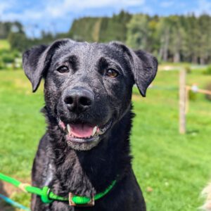 Spendenlauf zugunsten des Tierheims in Köln Dellbrück