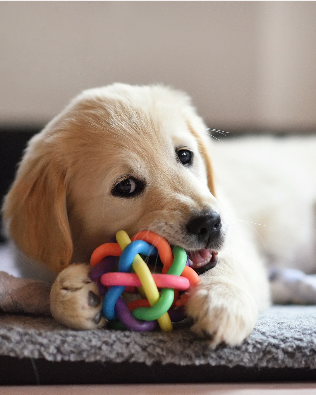 Welpe kaut auf Spielzeug