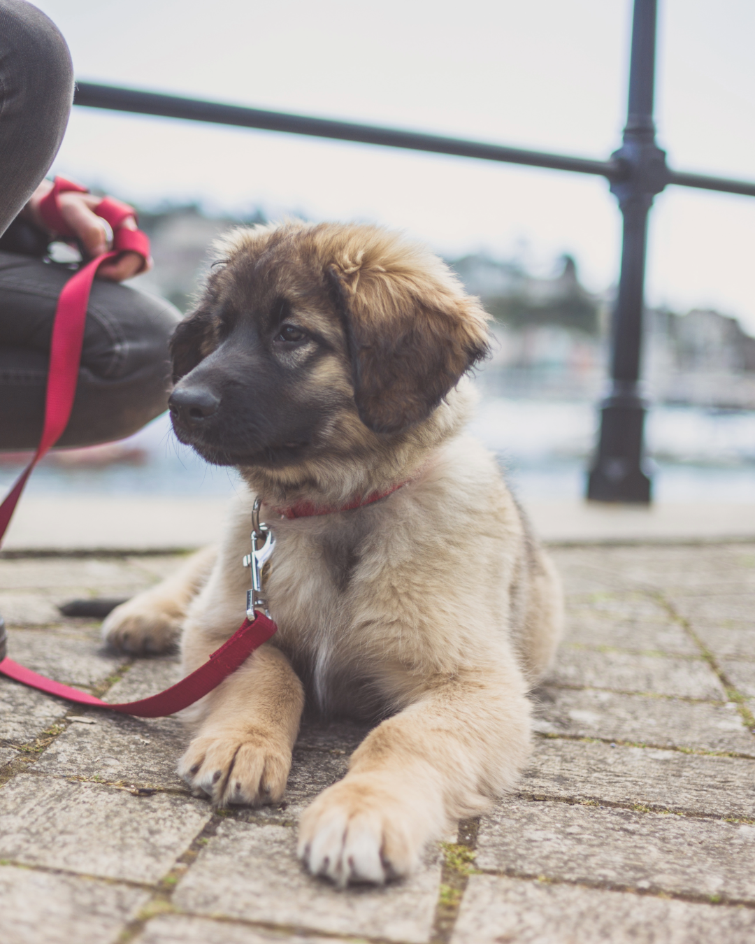 Welpe an der Leine beim Hundetraining